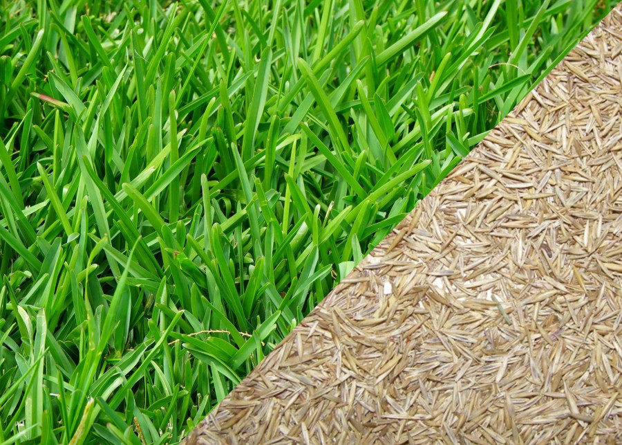 Trawnik z siewu czy trawnik z rolki - porównanie