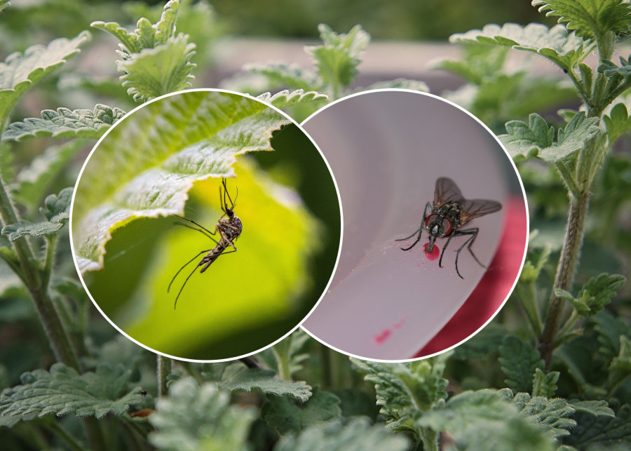 Rośliny odstraszające komary i muchy - sprawdzone gatunki fot. Pixabay