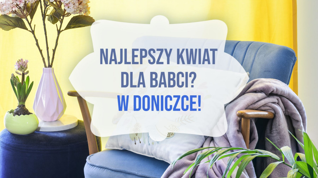 Idealny prezent dla babci roslina w doniczce