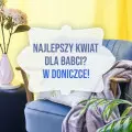 Rośliny na Dzień Babci | Kwiaty wczesnowiosenne czy zielona egzotyka?