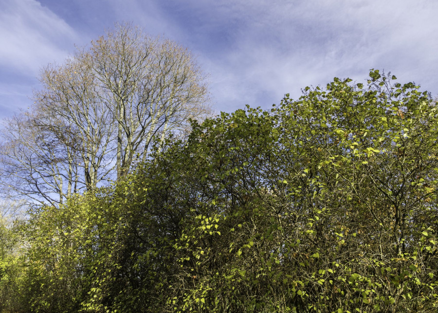 Zielona ściana drzew i krzewów - osłona ogrodu przed wiatrem