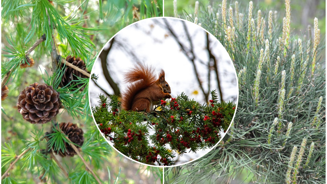 Polskie rodzime gatunki iglaków do ogrodu fot. Pixabay