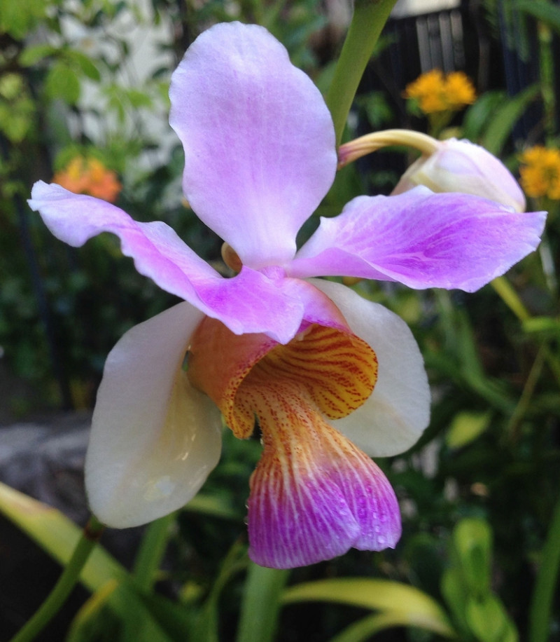 Vanda Miss Joaguim