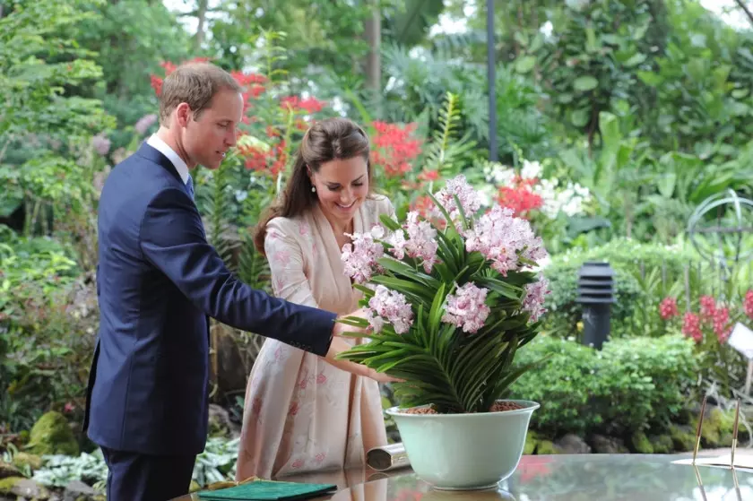 Vanda William Catherine