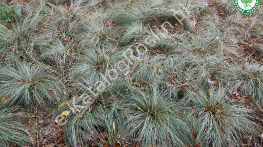 Turzyca włosista ‘Frosted Curls’