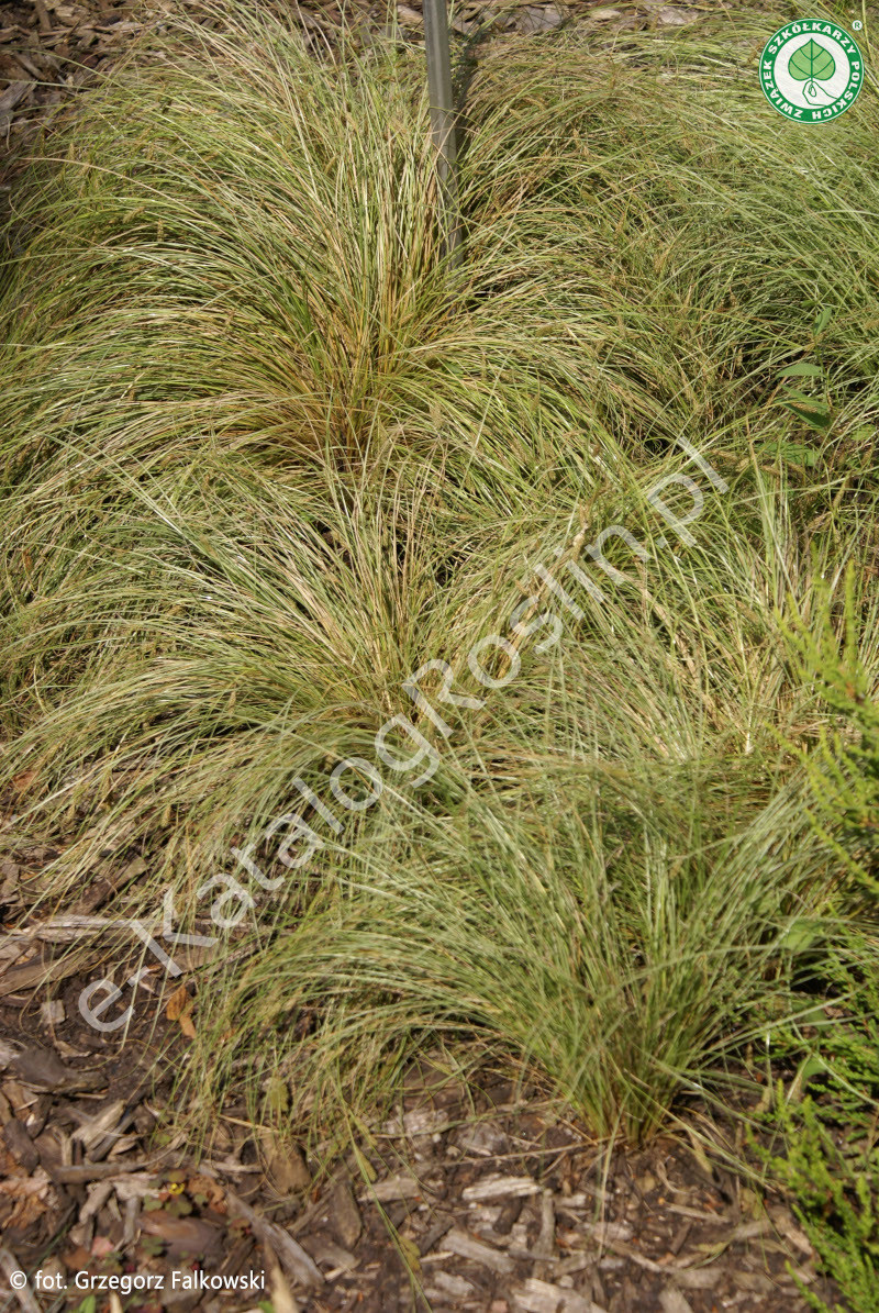 turzyca włosista Carex comans Frosted Curls Fot. Grzegorz Falkowski