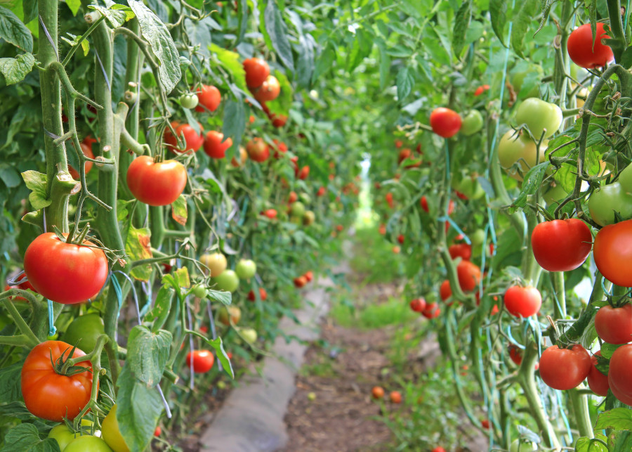 pomidory pod osłonami  - ze szklarni i tunelu foliowego fot. branex Depositphotos