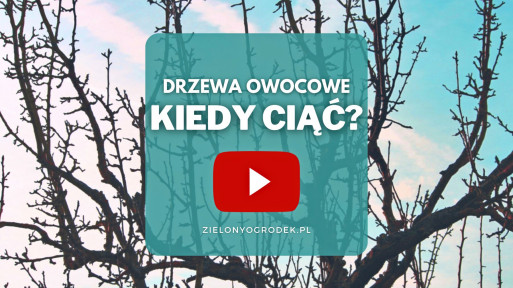 FILM: Kiedy i jak ciąć drzewa owocowe zimą?