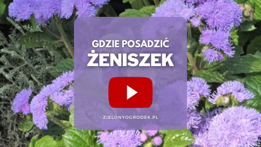 FILM: Żeniszek meksykański – gdzie posadzić?