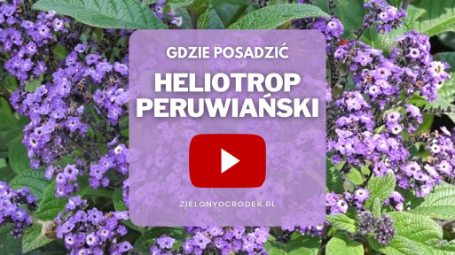 FILM: Heliotrop peruwiański – gdzie posadzić?