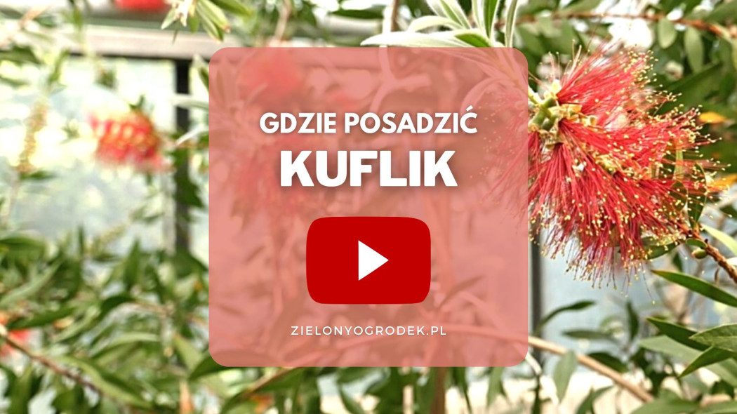 Kuflik cytrynowy gdzie posadzic film