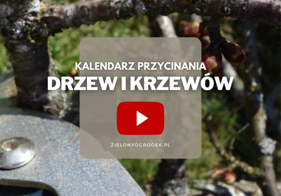 FILM: Przycinanie drzew i krzewów | Terminy i...