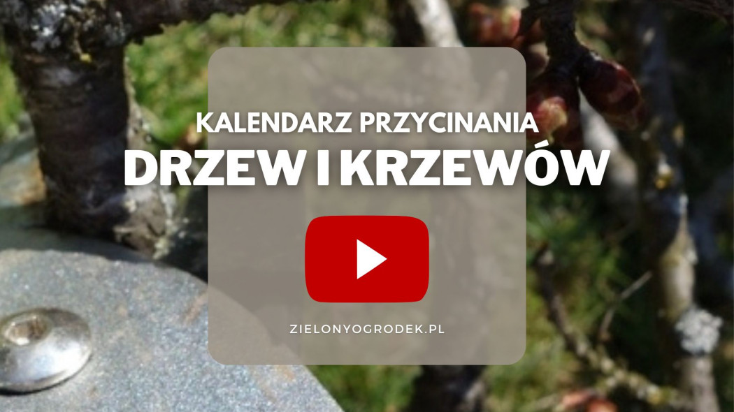 Przycinanie drzew i krzewow Kalendarz przycinania