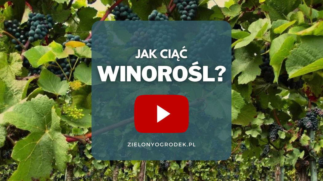 FILM Jak i kiedy prawidlowo ciac winorosl