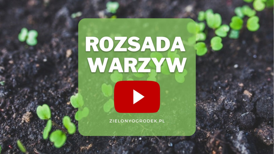 Film - zakładanie rozsady warzyw