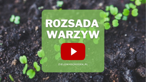 FILM: Zakładanie rozsady warzyw | Porady ekspertów