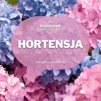 Hortensja ogrodowa od A do Z | Poradnik w pytaniach i odpowiedziach