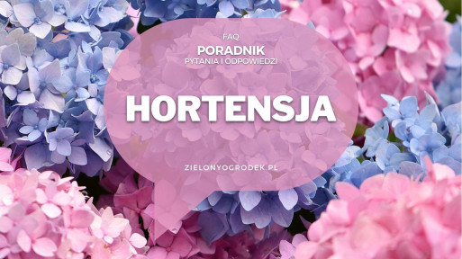 Hortensja ogrodowa od A do Z | Poradnik w pytaniach i odpowiedziach