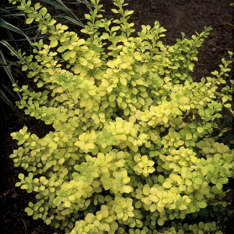 Berberys Thunberga odmiana 'Aurea' o żółtych liściach