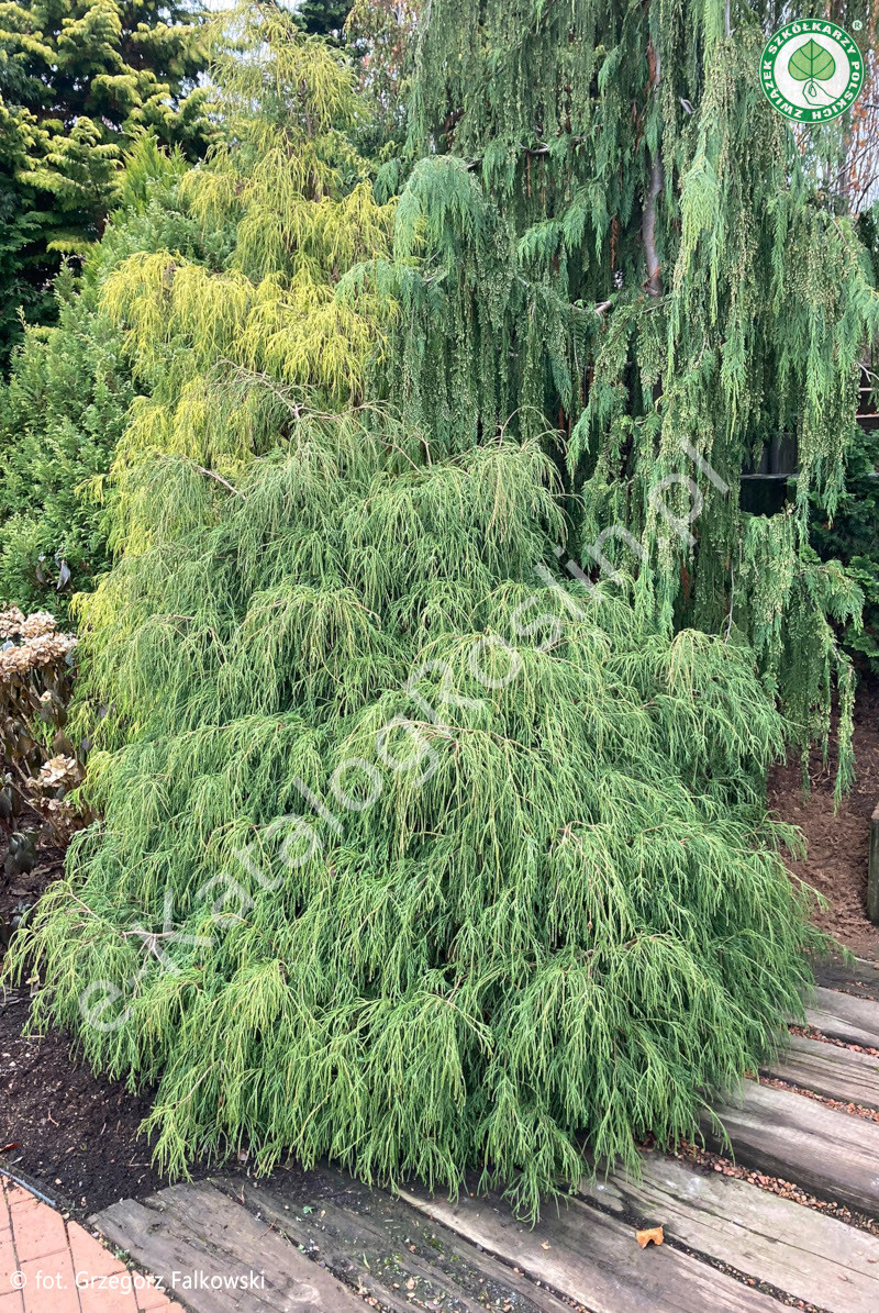 cyprysik groszkowy Chamaecyparis pisifera Filifera Nana Fot Grzegorz Falkowski