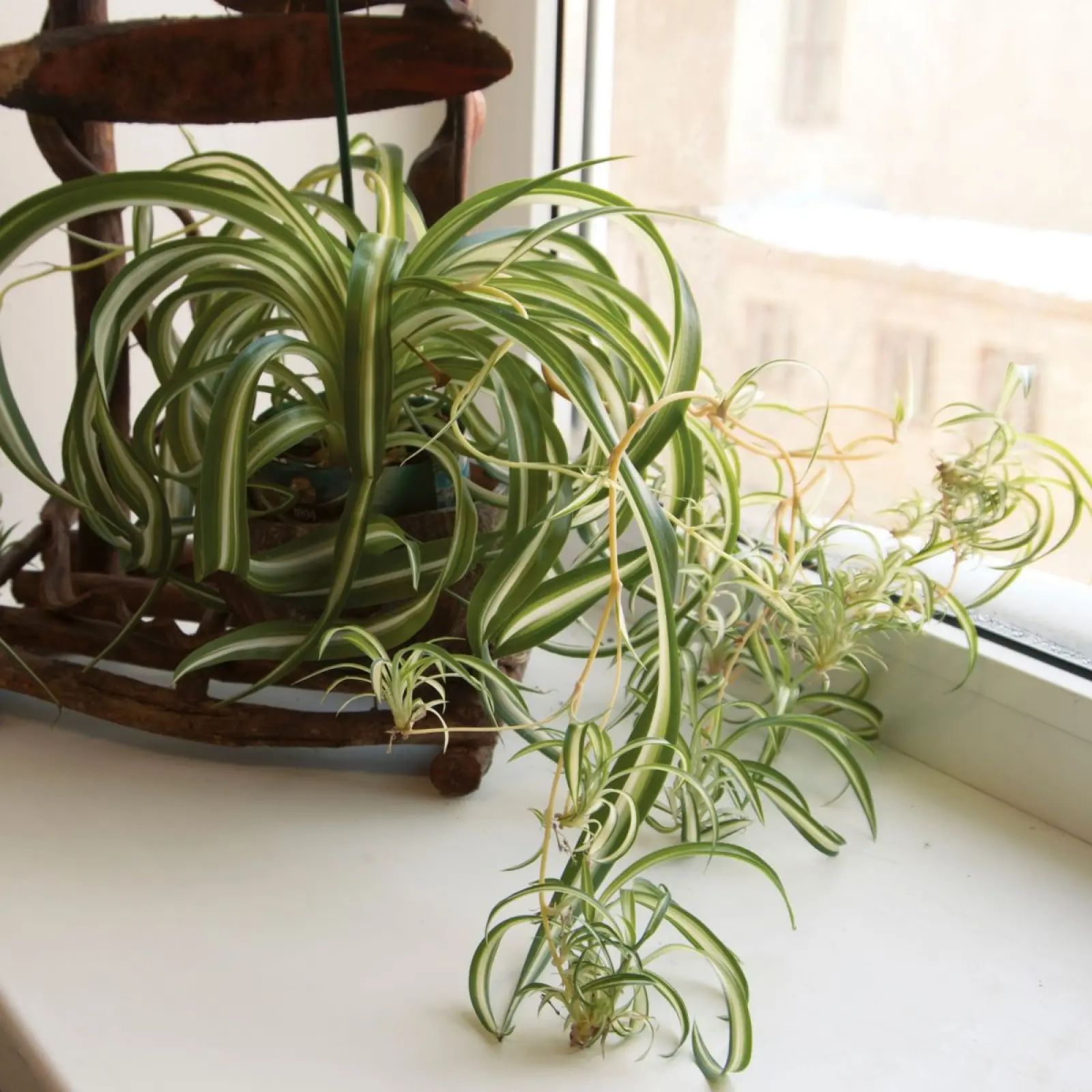 zielistka-sternberga-chlorophytum-comosum-opis-wygl-d-wymagania