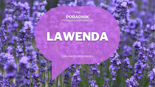 Lawenda od A do Z | Poradnik w pytaniach i odpowiedziach