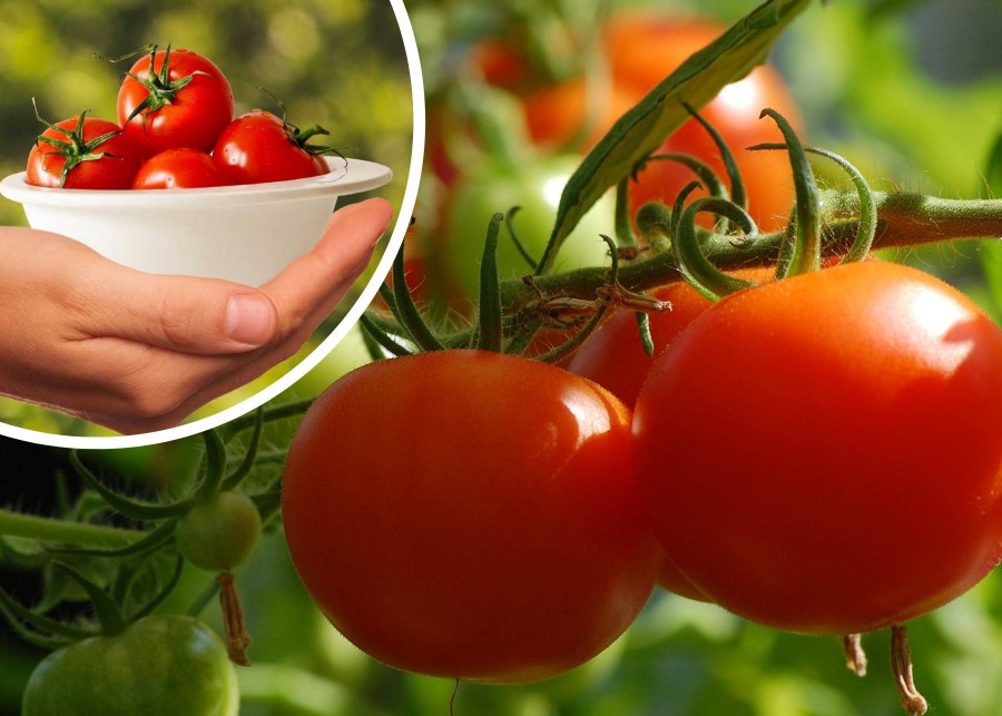Co lubi pomidor i jak o niego dbac, fot. Pixabay