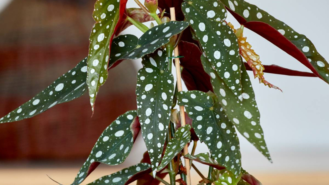 Begonia maculata koralowa, fot. Floradania.dk