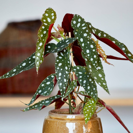 Begonia koralowa