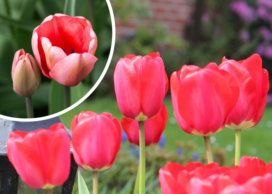 Co lubia tulipany i jak o nie dbac