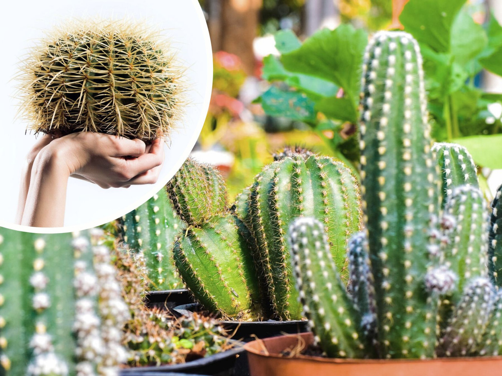 liquid kaktus kiwi SAVOUREA Le Petit Verger - Kiwi Cactus