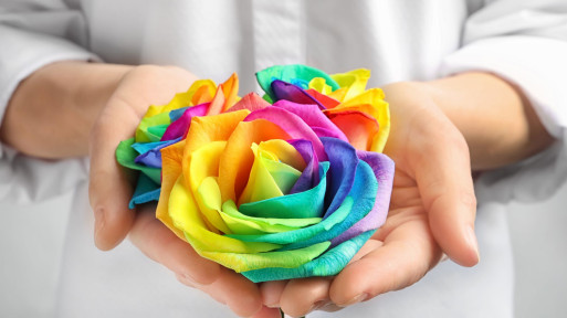 Tęczowa róża 'Rainbow Rose' – jak wyhodować? Gdzie kupić nasiona?