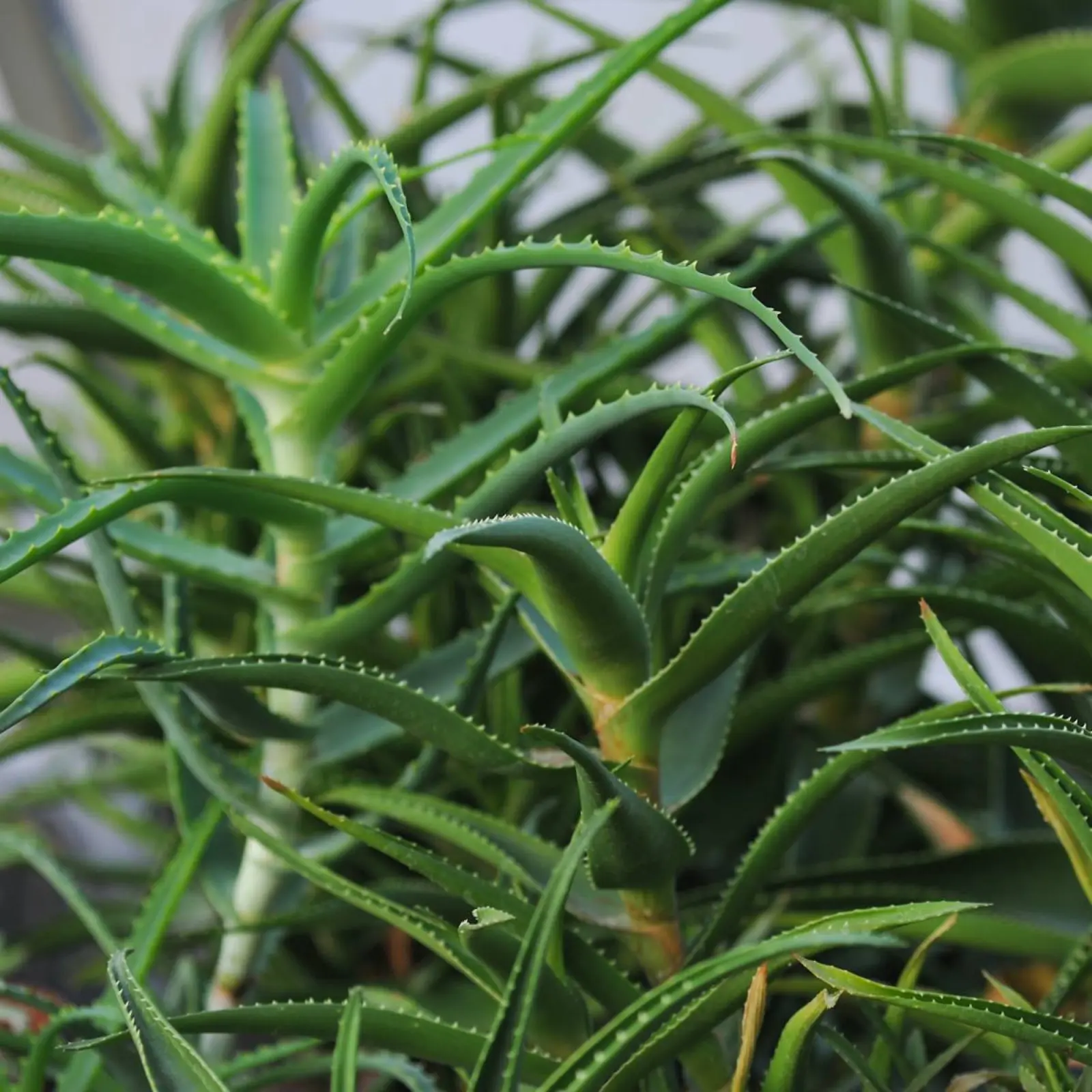 aloe vera gel für trockene haut Aloe Vera Gel – 100% Feuchtigkeit [Kühlend & Pur]