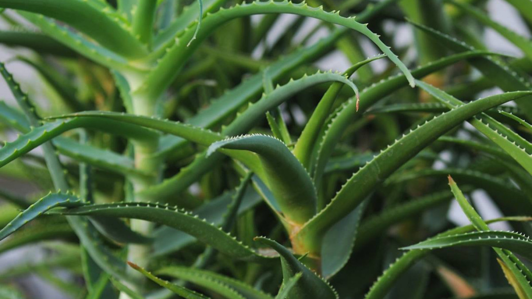 Aloes drzewiasty