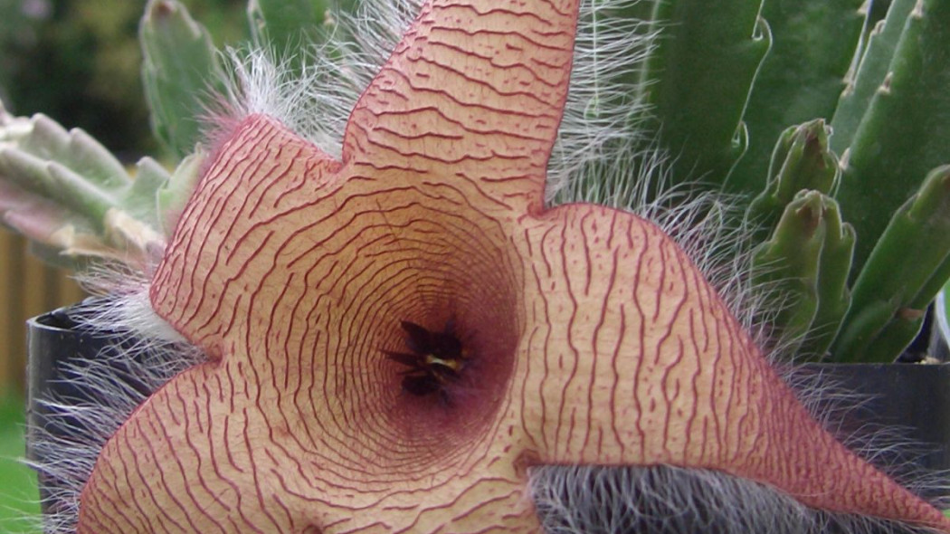 Stapelia gigantea kwiat