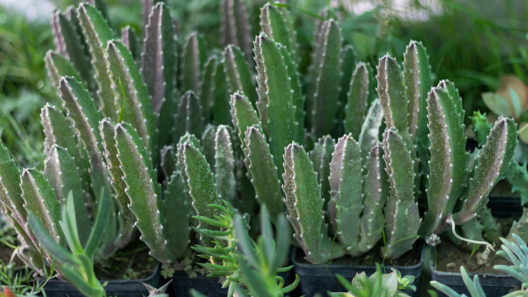 Stapelia (Stapelia) - opis, wygld, wymagania, uprawa i pielgnacja