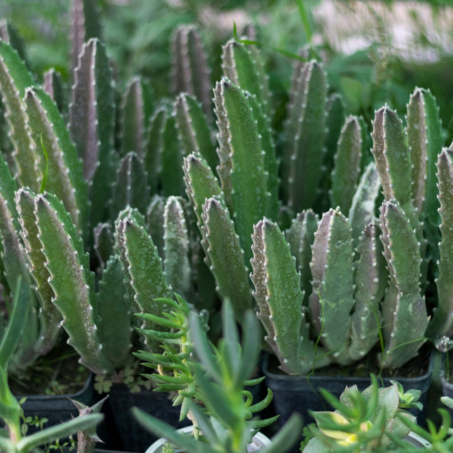 Stapelia