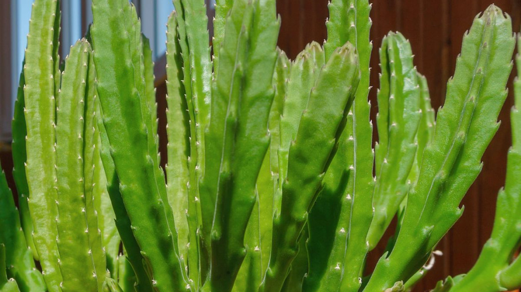 Stapelia