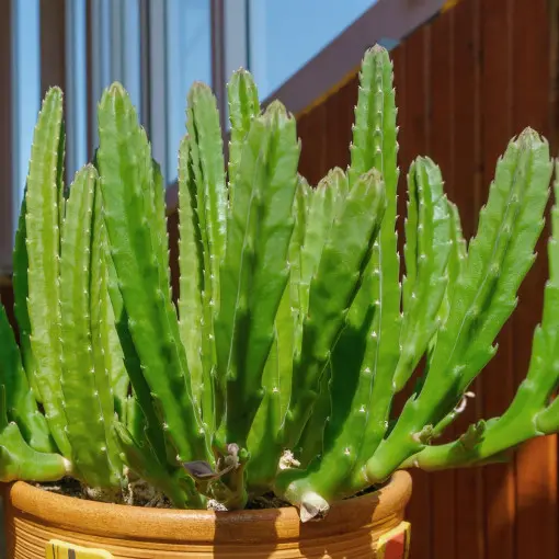 Stapelia