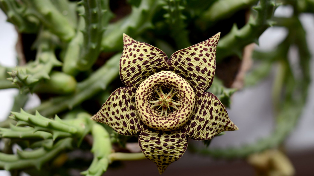 Stapelia Variegata