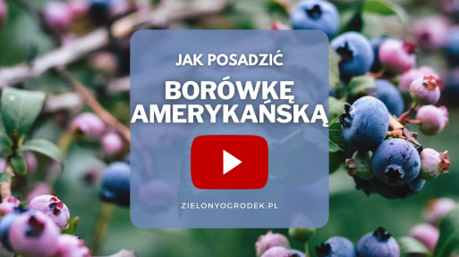 FILM: Jak sadzić borówkę amerykańską?