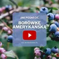 FILM: Jak sadzić borówkę amerykańską?