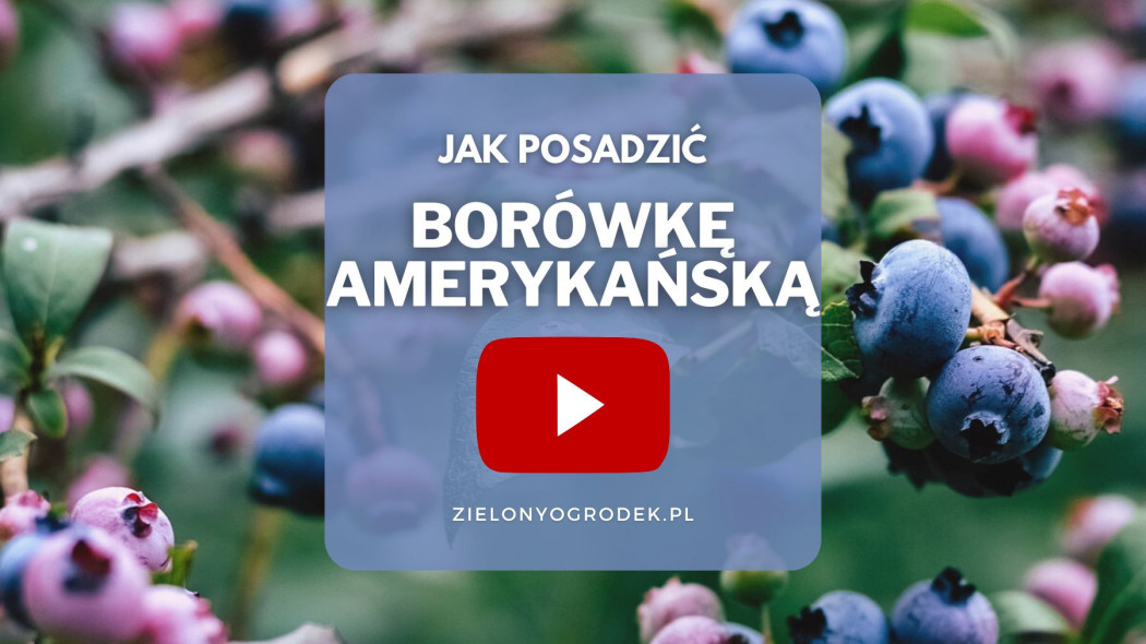 Jak posadzic borowke amerykanska zobacz film