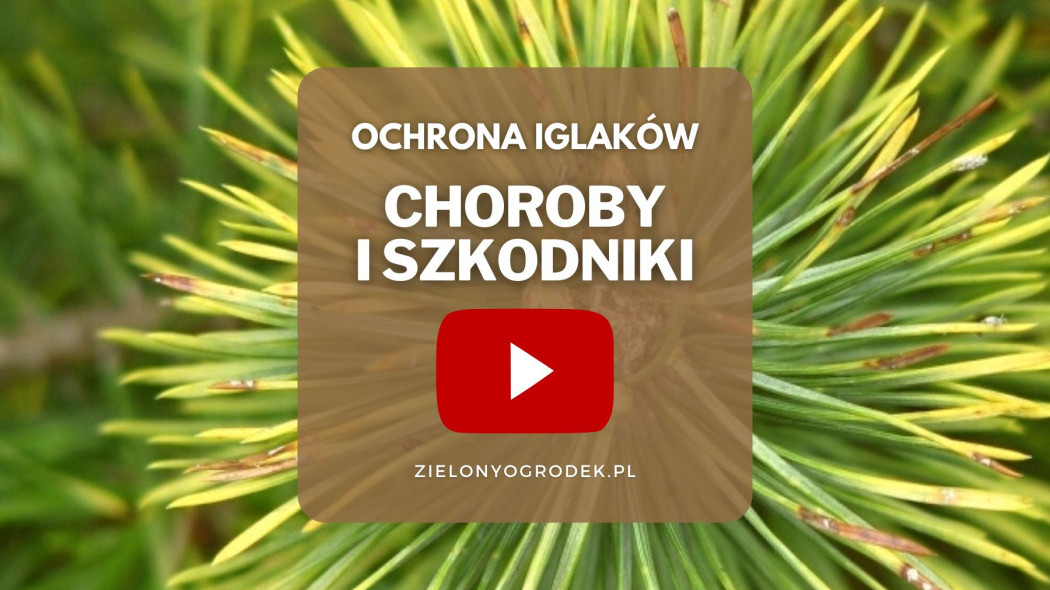 FILM Zwalczanie chorób i szkodników iglaków