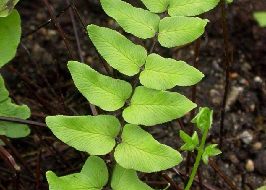 Pellaea viridis Liscie, fot. Vojtech Zavadil (CC BY-SA 4.0) Wikimedia