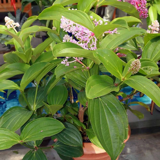 Medinilla wspaniała