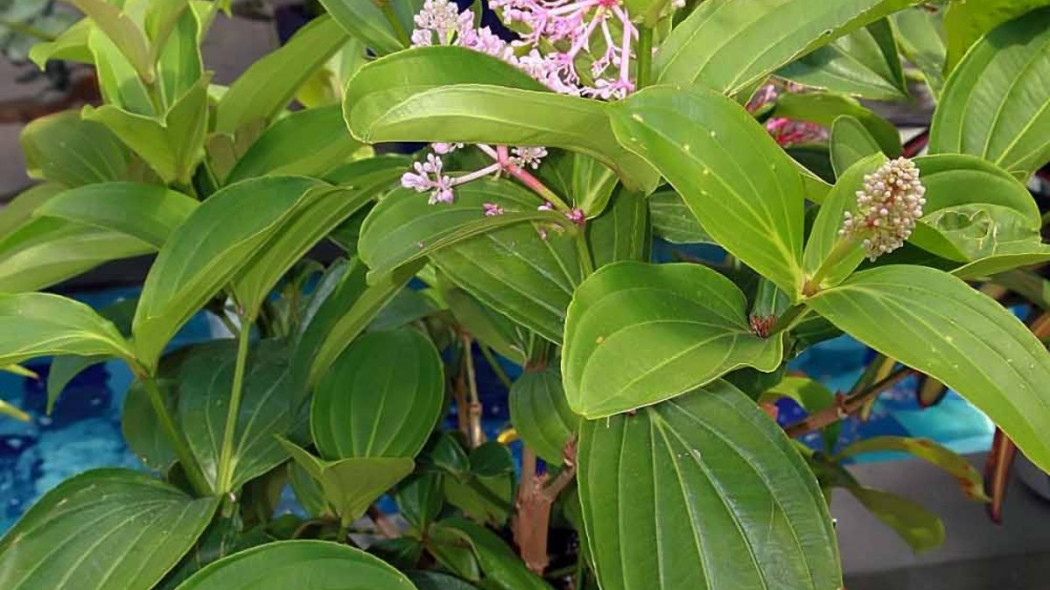 Medinilla magnifica, fot. David J. Stang (CC BY-SA 4.0) Wikimedia (1)