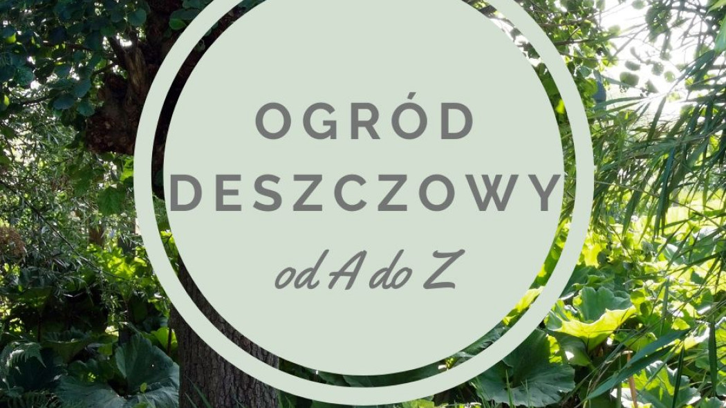 ogród deszczowy - wszystko co musisz wiedzieć o zakładaniu fot. iVerde