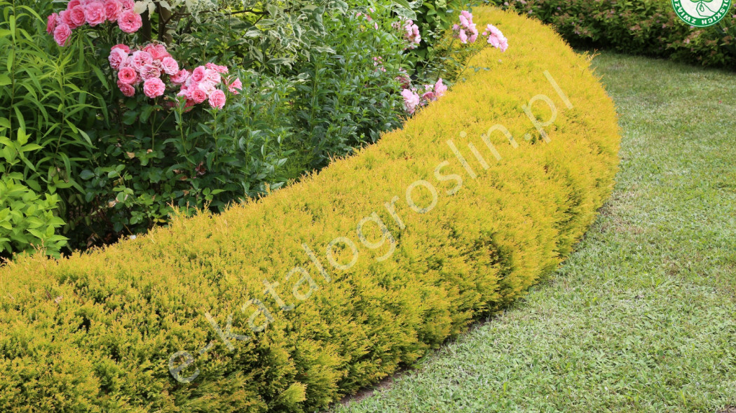 Żywotnik zachodni Thuja occidentalis Rheingold Fot. Grzegorz Falkowski ZSzP