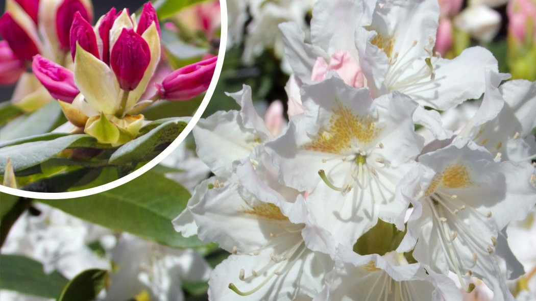 Co lubią rododendrony i azalie i jak o nie dbać